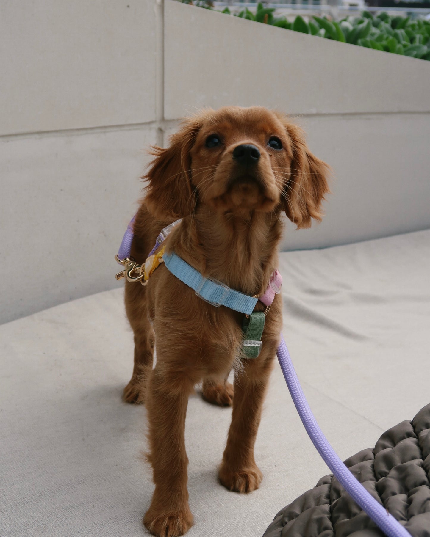 Rainbow Dog Harness